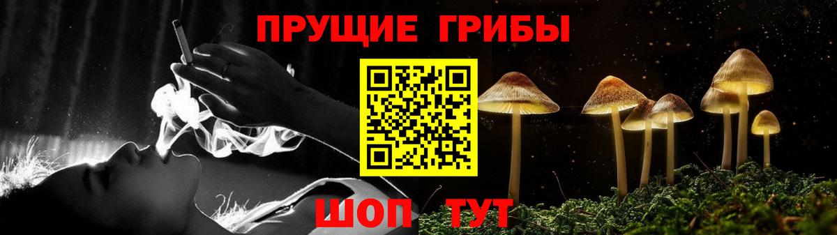 Тосно  Псилоцибиновые грибы Psilocybe  Вход с VPN 